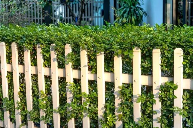 White picket fence with the hedge behind it