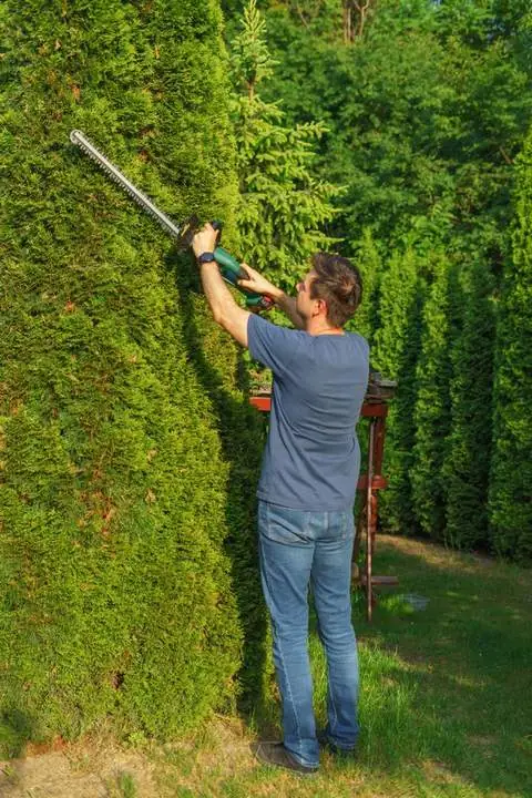 Shaping a tall hedge