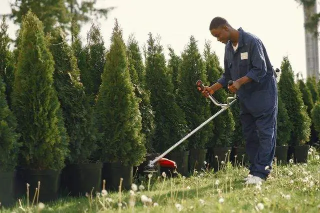 String trimming along a tree line