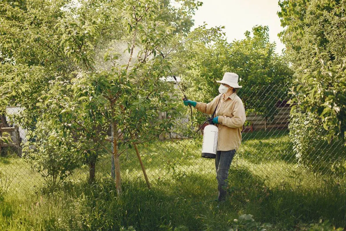 Treating the shrubs where mosquitoes rest