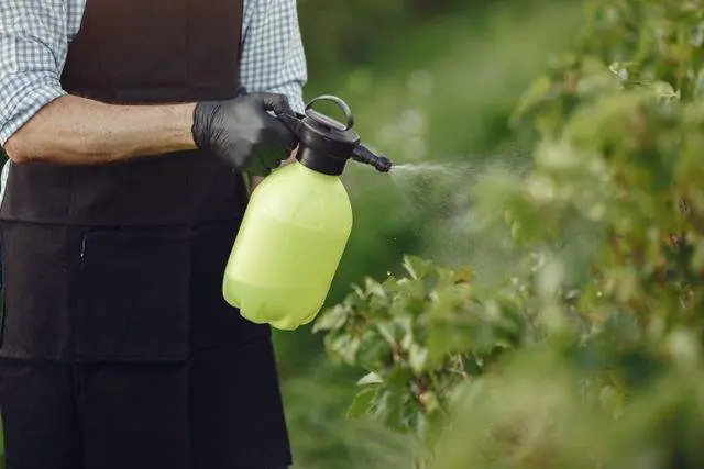 Spot treatment along a hedge in Decatur